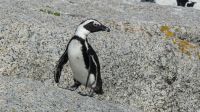 Südafrika - Simon`s Town - Boulders Beach - Brillenpinguin