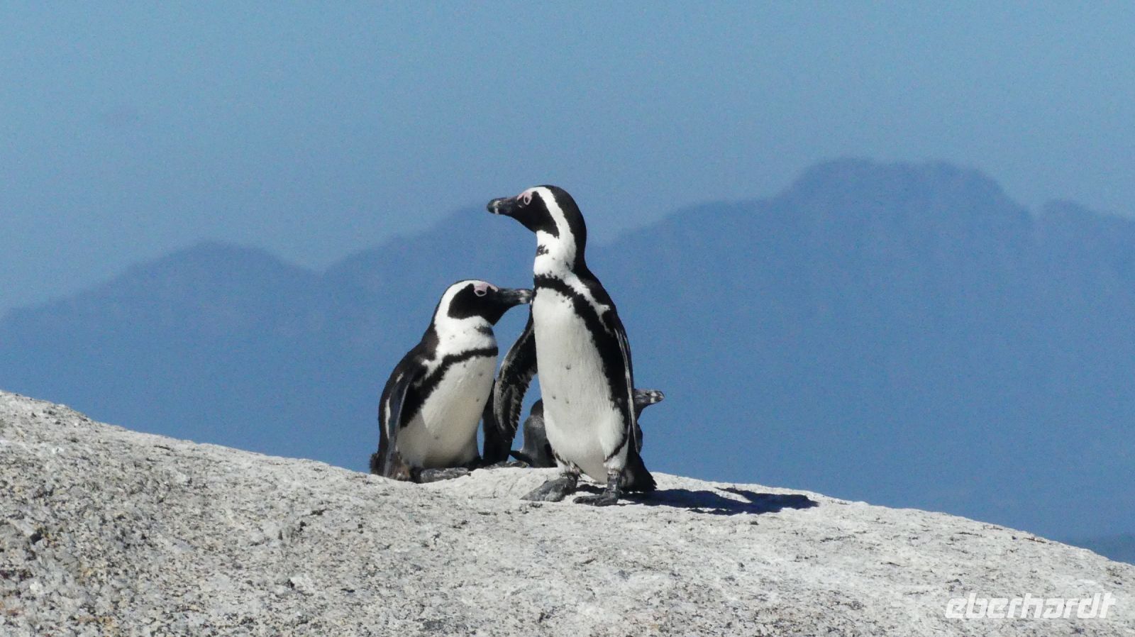 Südafrika - Simon`s Town - Boulders Beach - Brillenpimguine