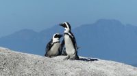 Südafrika - Simon`s Town - Boulders Beach - Brillenpimguine