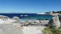 Südafrika - Simon`s Town - Boulders Beach