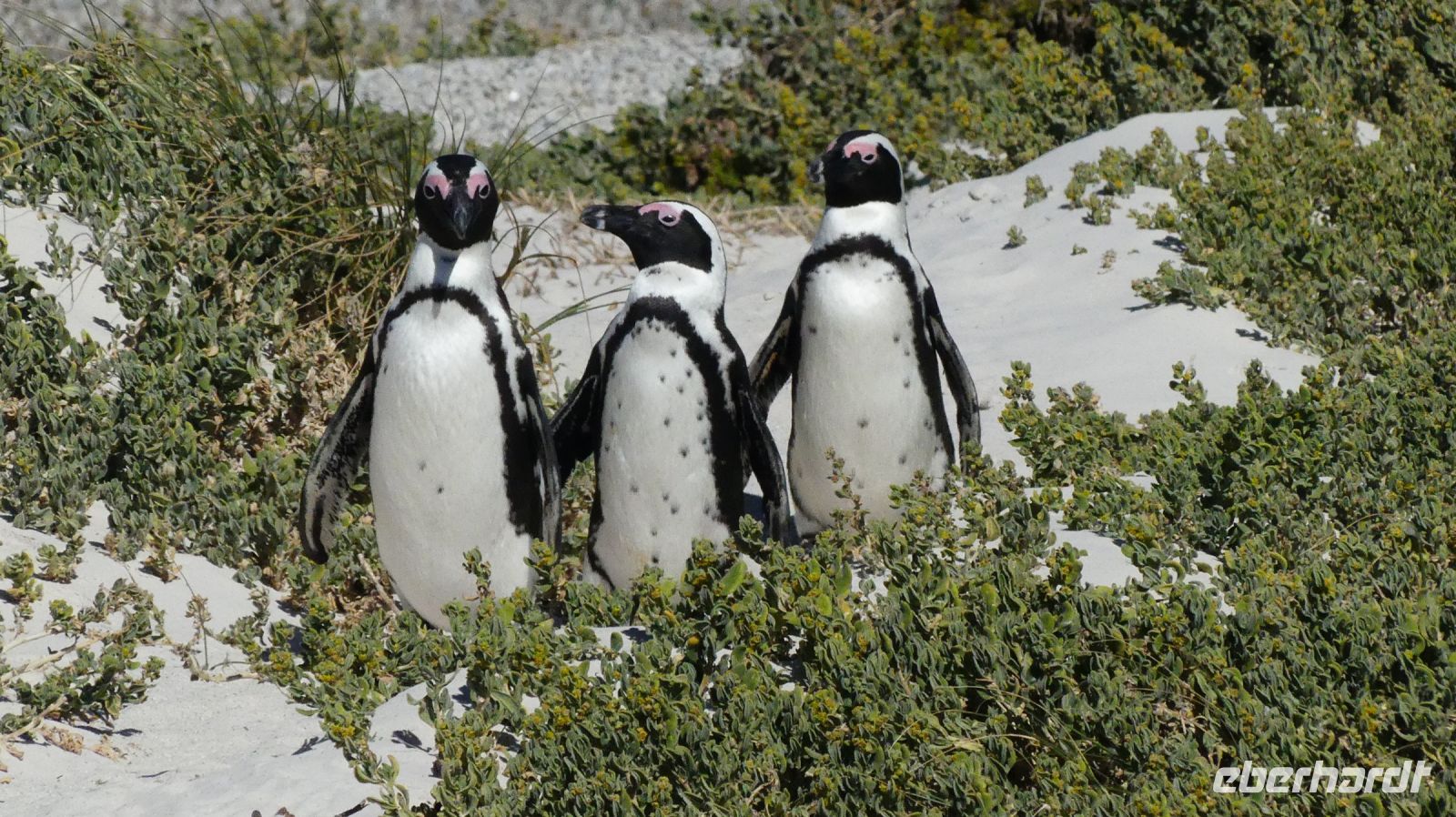 Südafrika - Simon`s Town - Boulders Beach
