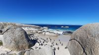 Südafrika - Simon`s Town - Boulders Beach