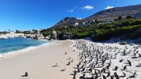 Südafrika - Simon`s Town - Boulders Beach
