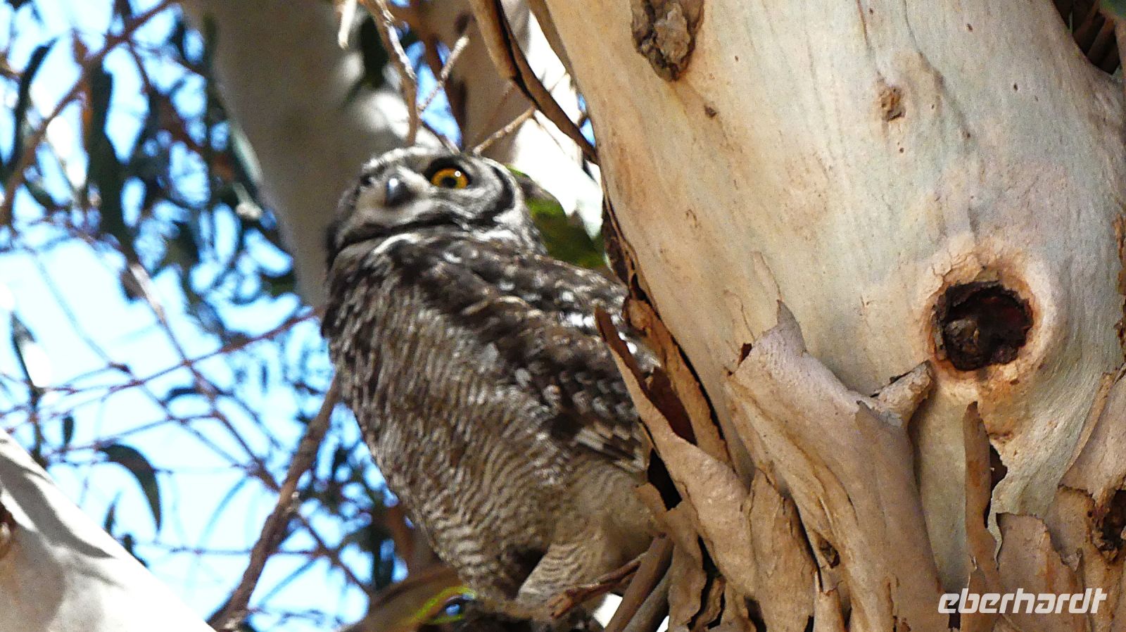 Südafrika - Franschhoek - Eule
