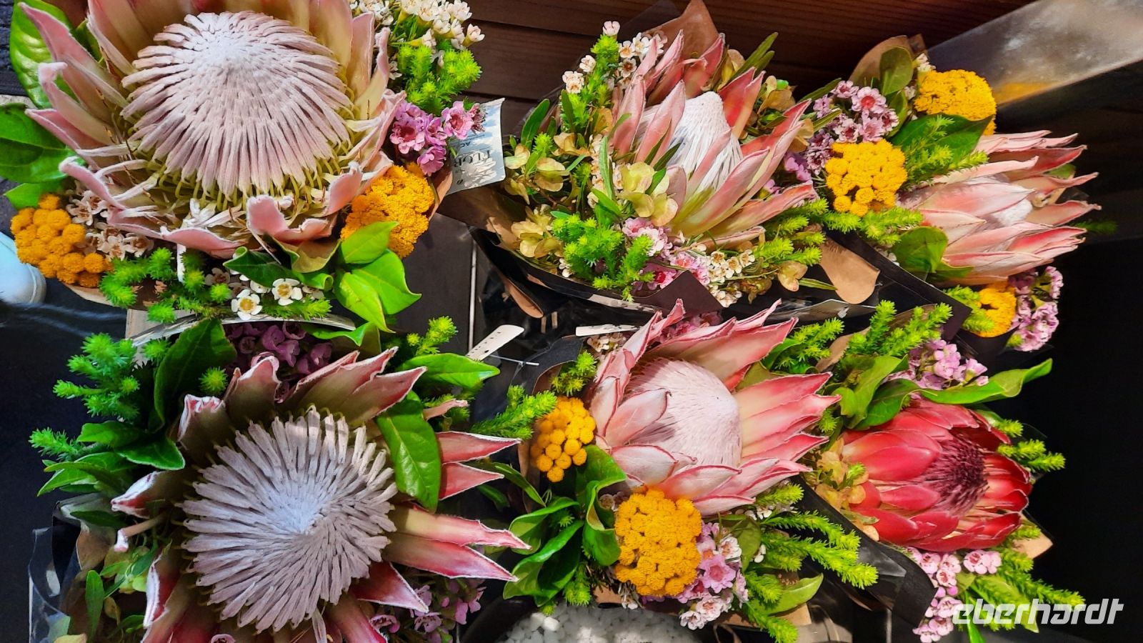 Südafrika - Franschhoek - Königsproteen