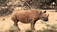 Namibia - Pirschfahrt im Okonjati-Wildreservat - Spitzmaulnashorn