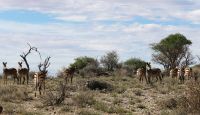 Namibia - Pirschfahrt im Okonjati-Wildreservat - Bergzebras