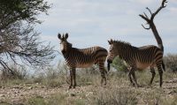Namibia - Pirschfahrt im Okonjati-Wildreservat - Bergzebras