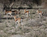 Namibia - Pirschfahrt im Okonjati-Wildreservat - Springböcke