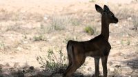Namibia - Pirschfahrt im Okonjati-Wildreservat - Impala Baby