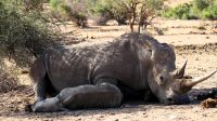 Namibia - Pirschfahrt im Okonjati-Wildreservat - Breitmaulnashorn mit Baby