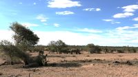 Namibia - Pirschfahrt im Okonjati-Wildreservat 