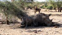 Namibia - Pirschfahrt im Okonjati-Wildreservat - Breitmaulnashorn mit Baby