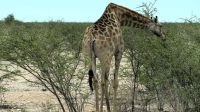 Namibia - Pirschfahrt im Etosha
