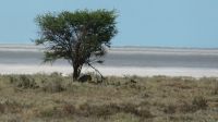 Namibia - Pirschfahrt im Etosha - Löwen