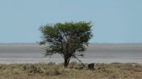 Namibia - Pirschfahrt im Etosha - Löwen