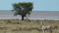 Namibia - Pirschfahrt im Etosha