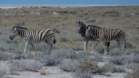 Namibia - Pirschfahrt im Etosha