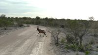 Namibia - Pirschfahrt im Etosha - Kuhantilope