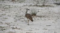 Namibia - Pirschfahrt im Etosha - Riesentrappe