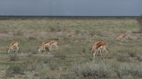 Namibia - Pirschfahrt im Etosha - Springböcke