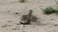 Namibia - Pirschfahrt im Etosha - Erdhörnchen