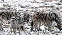Namibia - Pirschfahrt im Etosha - Steppenzebras