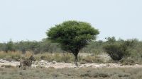 Namibia - Pirschfahrt im Etosha