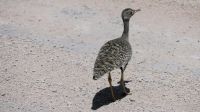 Namibia - Pirschfahrt im Etosha - weibliche Gackeltrappe