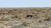 Namibia - Pirschfahrt im Etosha