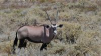 Namibia - Pirschfahrt im Etosha - Oryx