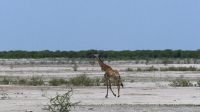Namibia - Pirschfahrt im Etosha