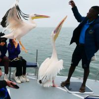 Namibia - Bootsfahrt in der Lagune Walvis Bay