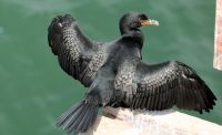 Namibia - Swakopmund - Kormoran