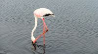 Namibia -  Lagune Walvis Bay - Flamingos