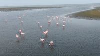 Namibia -  Lagune Walvis Bay - Flamingos