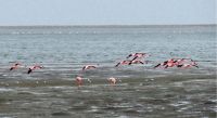 Namibia -  Lagune Walvis Bay - Flamingos