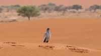 Namibia - Falke in der Namib