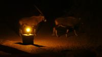Namibia - nächtlicher Besuch in der Canyon Lodge