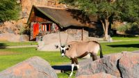 Namibia - Oryxe in der Canyon  Lodge am Fish River Canyon