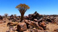 Namibia - Köcherbäume und Bauklötzer der Riesen