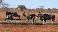 Namibia - Kalahari Anib Lodge - Eland Antilopen