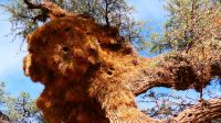 Namibia - Pirschfahrt in der Kalahari - Webervogelnest