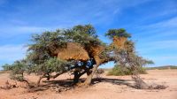 Namibia - Pirschfahrt in der Kalahari - Webervogelnest