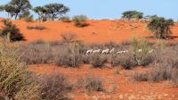 Namibia - Pirschfahrt in der Kalahari - Oryxe