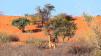 Namibia - Pirschfahrt in der Kalahari - Giraffenbaby