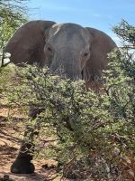 Namibia - Pirschfahrt im Okonjati-Wildreservat