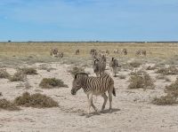 Namibia - Pirschfahrt im Etosha