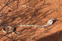 Namibia - Pirschfahrt in der Kalahari