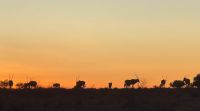 Namibia - Sonnenaufgang in der Kalahari